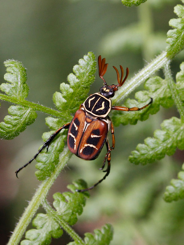 キイオオトラフハナムグリ