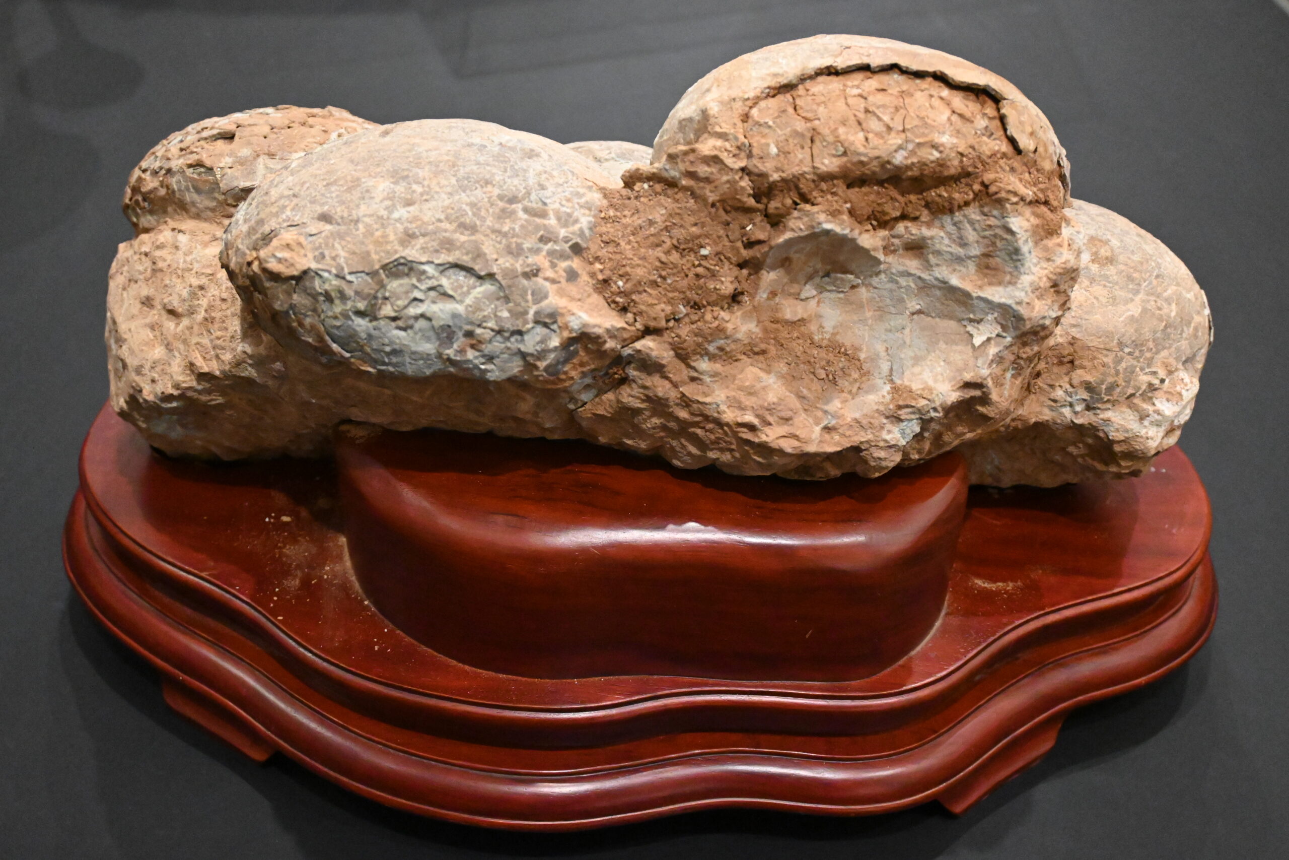 化石コレクション6 ハドロサウルス類の卵化石｜隕石・化石