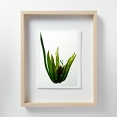 定番品】山口一郎 「HANA-green」｜ポスター｜IDEE SHOP Online