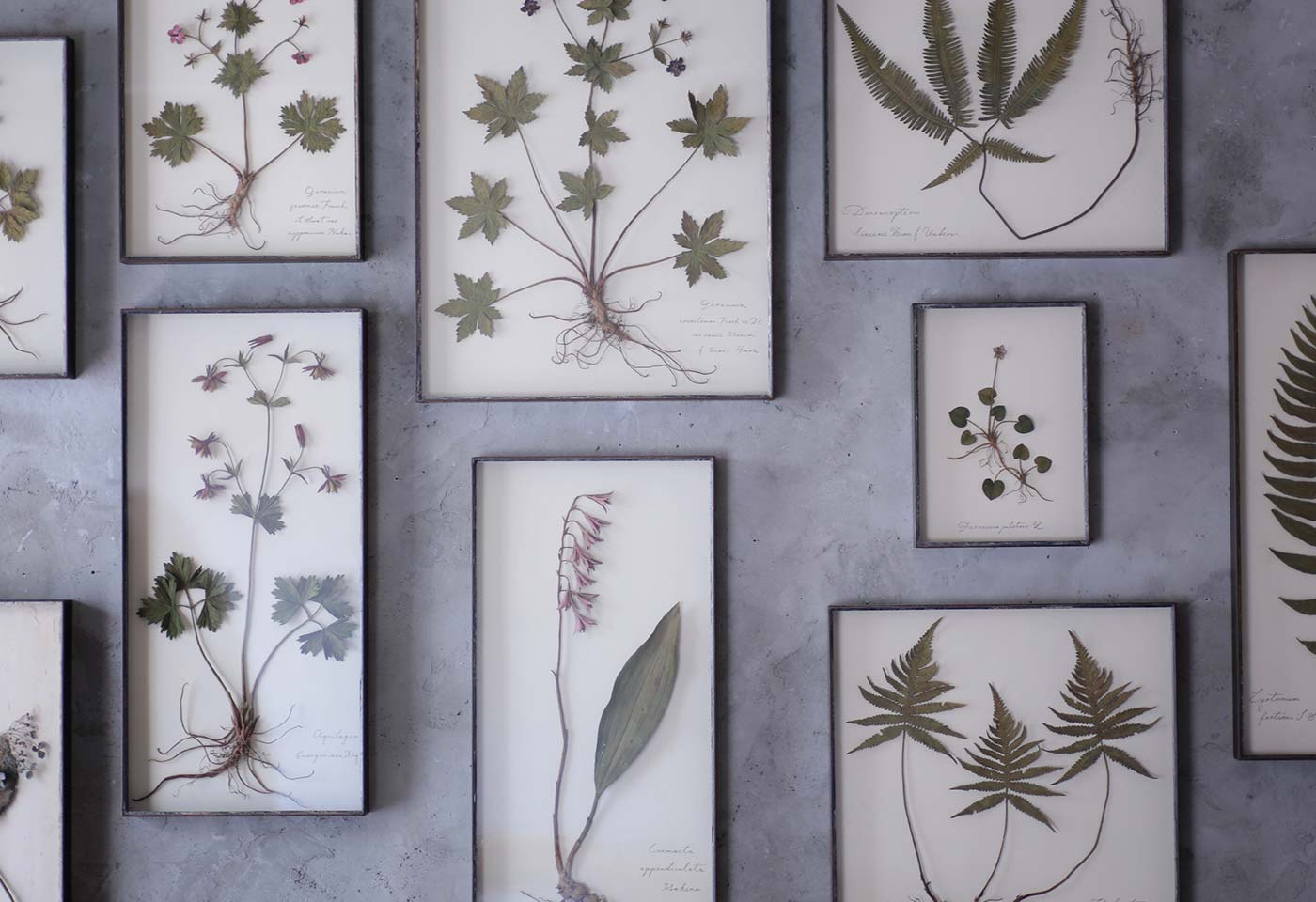 モリソン小林 新作展示会（六本木） | NEWS | IDÉE