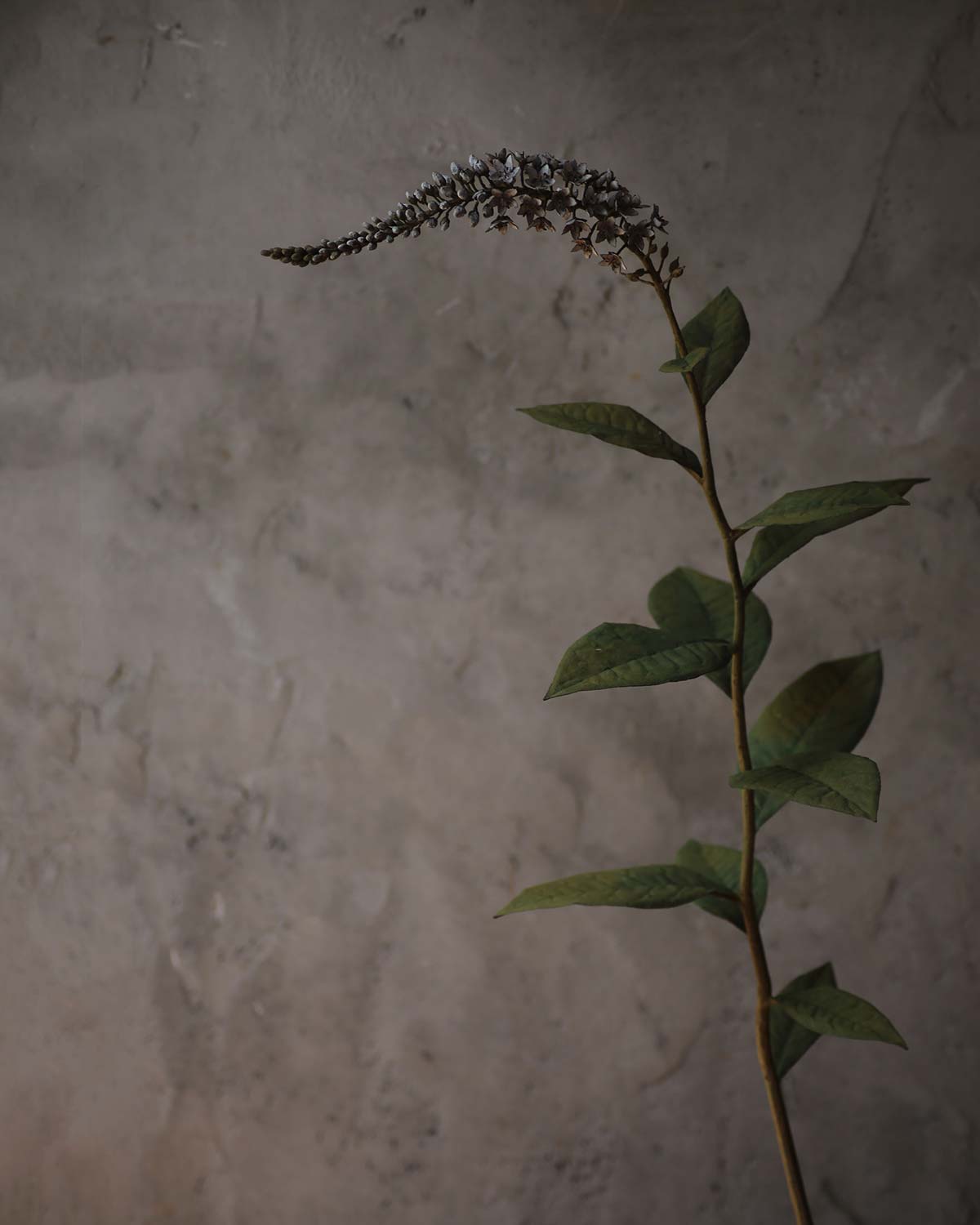 モリソン小林「植物記」（六本木） | NEWS | IDÉE