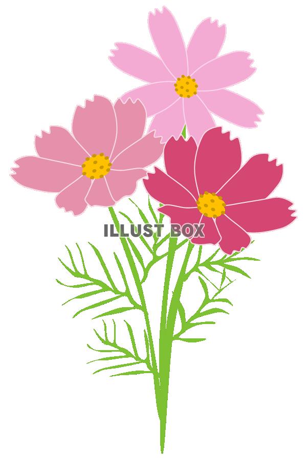 コスモス：イラスト無料