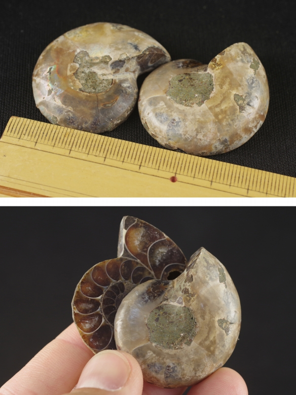 ペアアンモナイト化石 天然石販売 名取貴石 天然石・国産原石の専門店