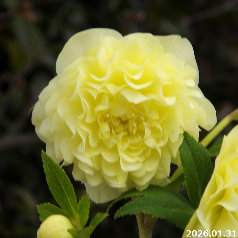 山野草の石田精華園 / 野田園芸