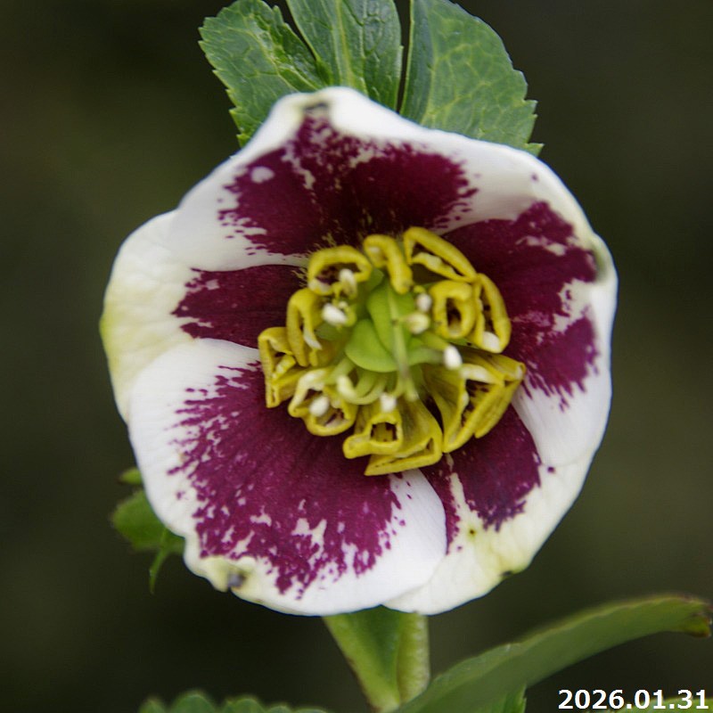 山野草の石田精華園 / 野田園芸