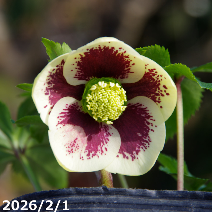 山野草の石田精華園 / 野田園芸