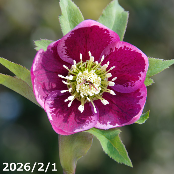 山野草の石田精華園 / 野田園芸