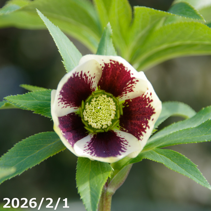 山野草の石田精華園 / 野田園芸