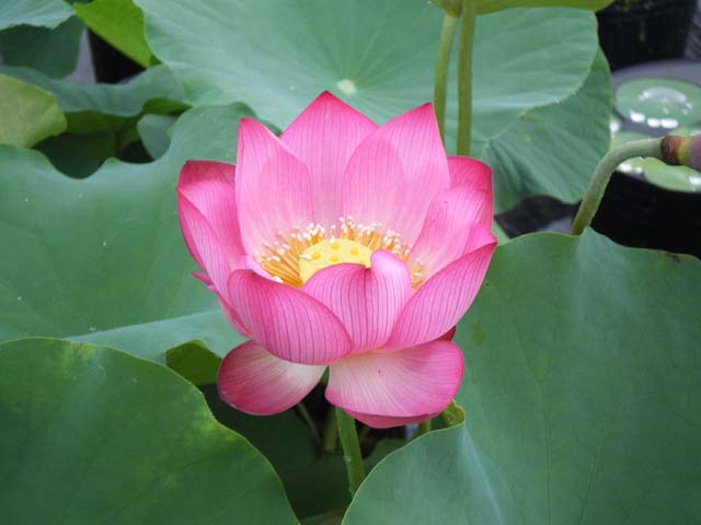 山野草の石田精華園 / 花ハス 種子販売 【蓮の種】