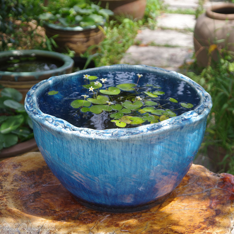山野草の石田精華園 / 信楽焼 睡蓮鉢 手びねり ブルーひねり水鉢 16号