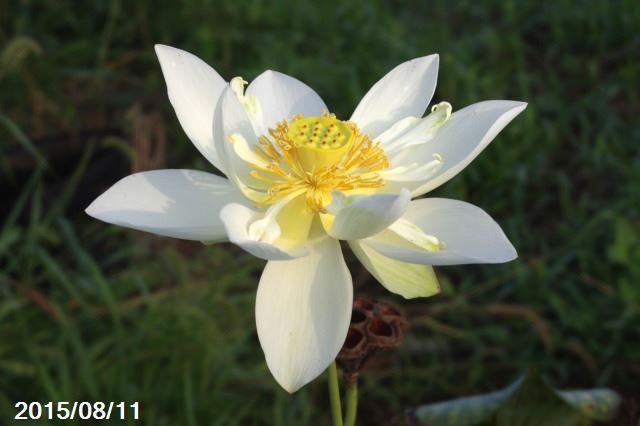 山野草の石田精華園 / 花ハス 種子販売 【蓮の種】