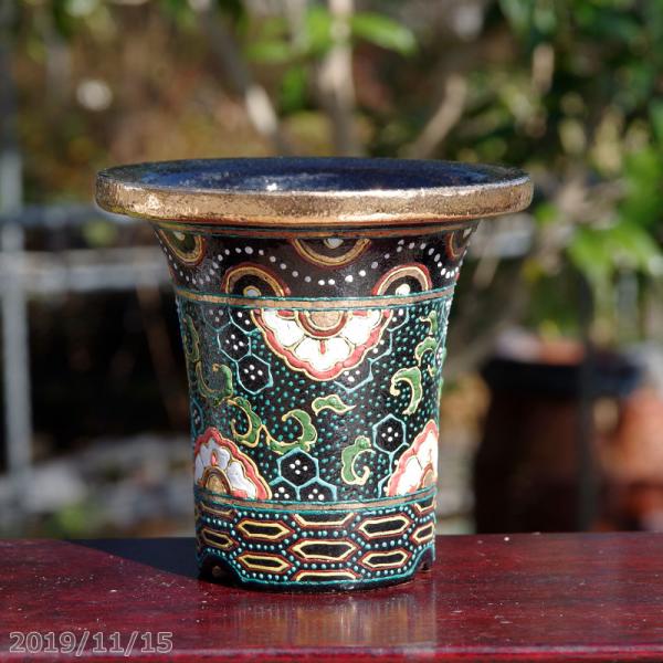 山野草の石田精華園 / 万年青錦鉢(長生蘭錦鉢)