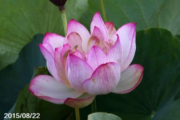 山野草の石田精華園 / 花ハス 種子販売 【蓮の種】