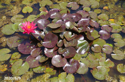 山野草の石田精華園 / 温帯スイレン タンクワン(大型品種) 【裸苗販売