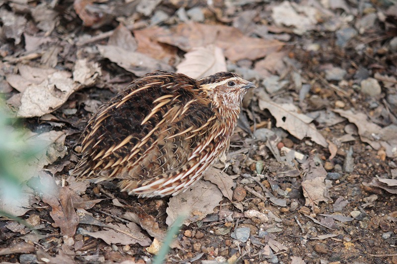 ウズラ｜到津の動物たち｜到津の森公園
