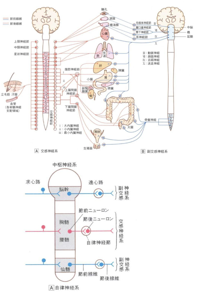 自律神経失調症でお困りの方へ|目黒の整体なら口コミ人気No.1のIZUMI