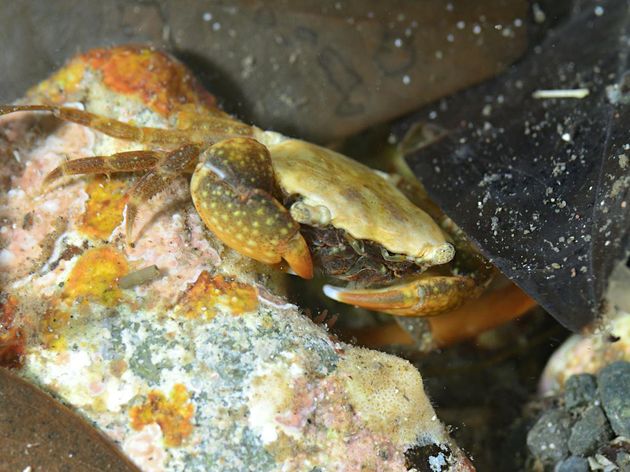 ヒライソガニ - Izuzuki海の生き物大図鑑(笑)