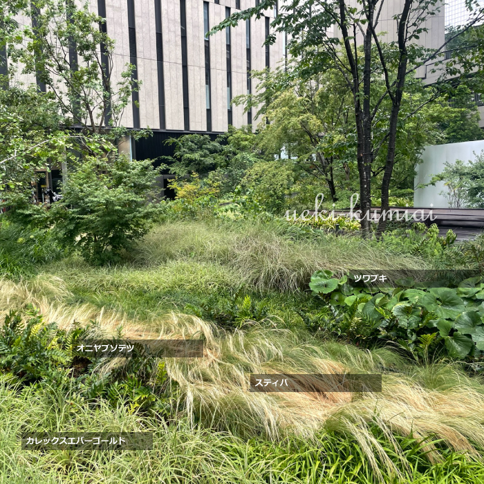 カレックス エバーゴールド 苗 人気 グランドカバー・下草