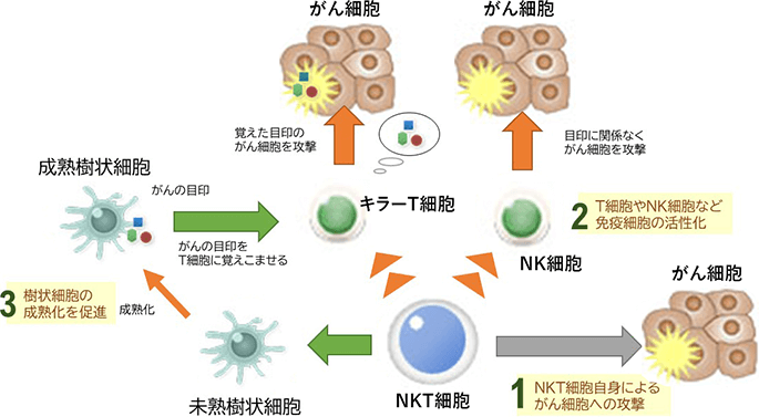 NKT細胞療法｜がん免疫細胞治療（樹状細胞ワクチン等の免疫細胞療法