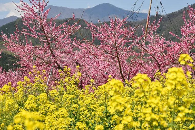 もも｜山梨のフルーツ（特産品）｜JAフルーツ山梨