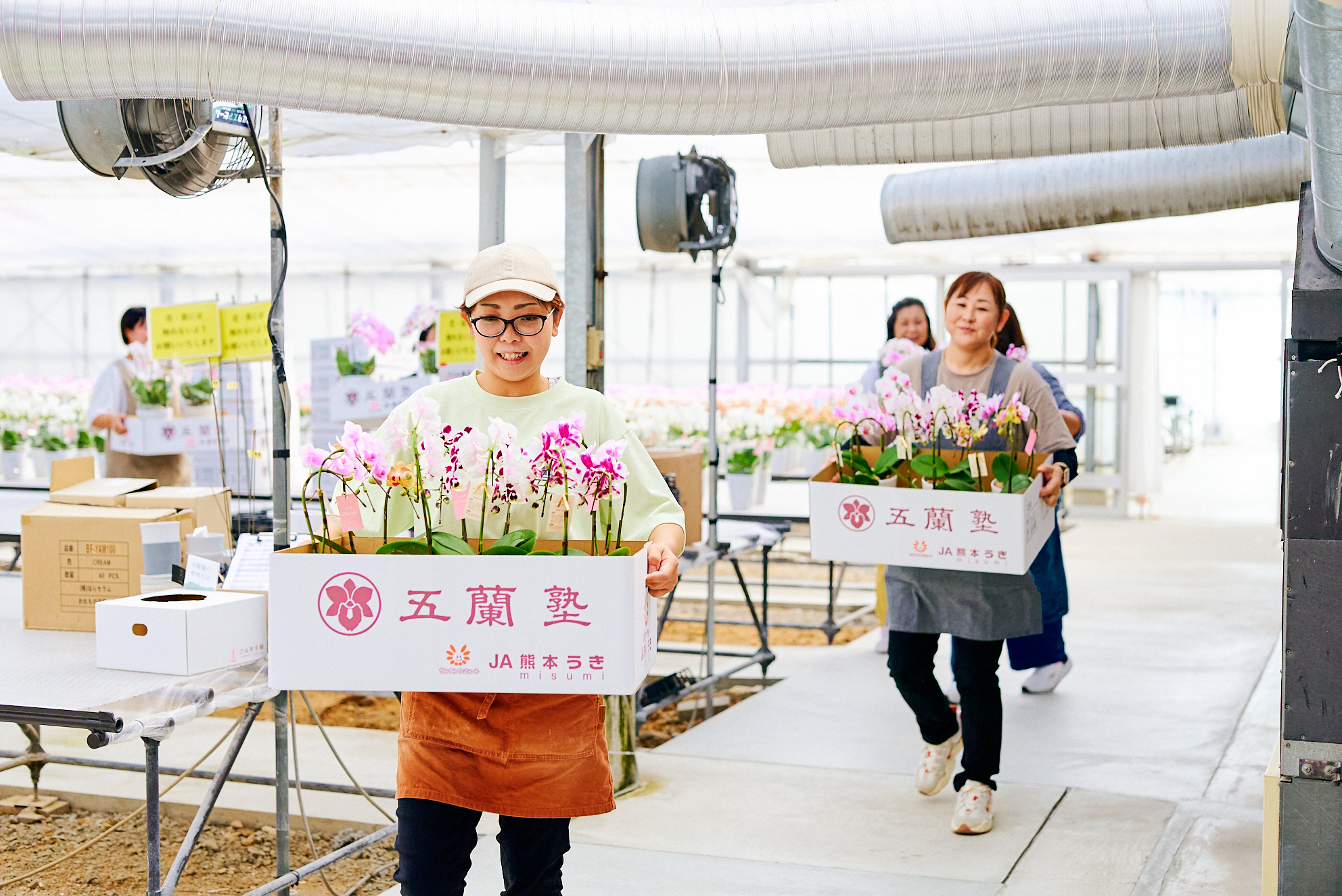 苗ができるまで最低3年 情熱が産み出す、 次世代の ｢ミディ胡蝶蘭