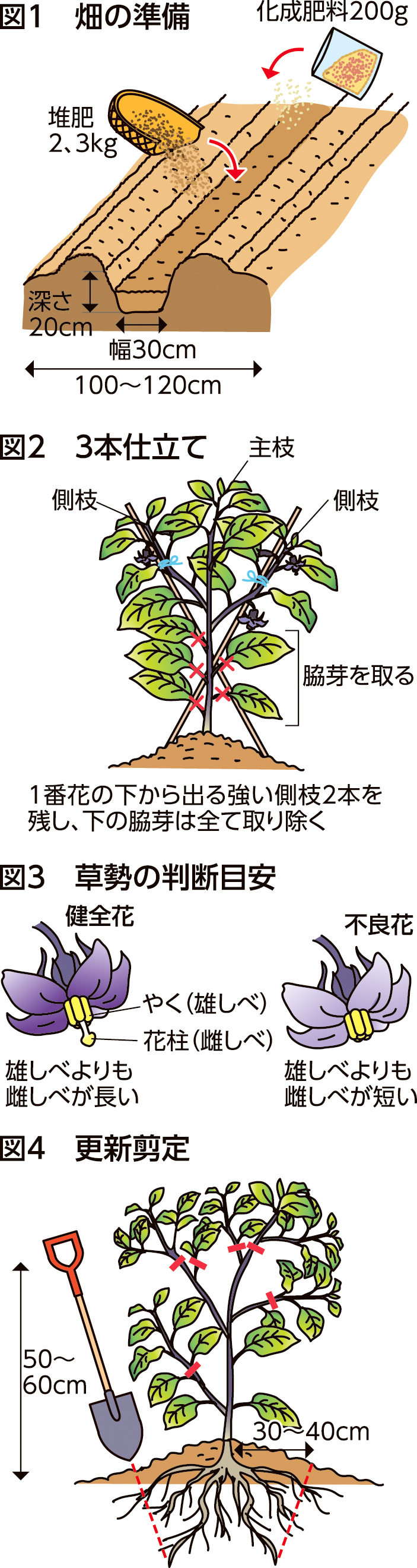 ナス 長い期間の収穫を楽しむ – JAさいたま