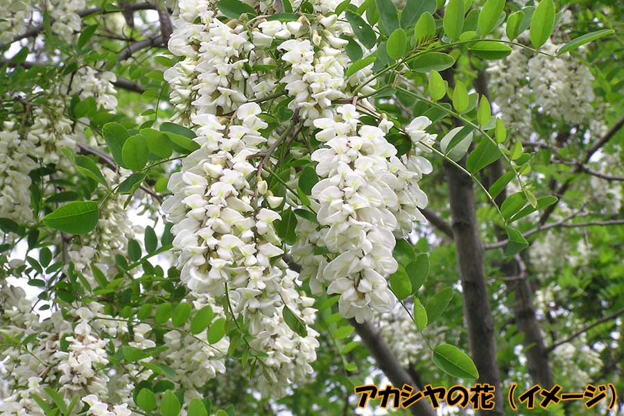 長野養蜂 アカシヤはちみつ1.2kg: JA夕張市|【JAタウン】産地直送