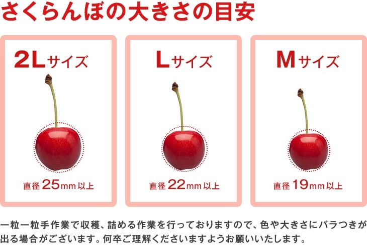 母の日ギフト】ハウスさくらんぼ佐藤錦300g（化粧箱入）山形県産