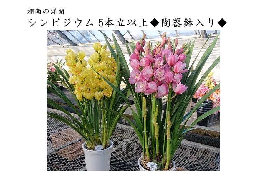 ペ*コ様 【特選】　洋蘭　シンビジューム　7寸4本立ち 陶器鉢 シンビジューム アーチ 7号陶器鉢 4本立 エンザンスプリング イン ザ