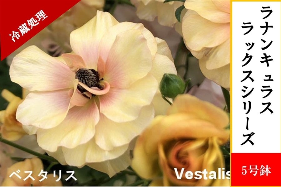 希少品種ラナンキュラスラックス ポスポロス 鉢花5号 50cm 現物発送