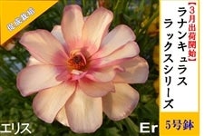 ラナンキュラス ラックスシリーズ【エリス】5号鉢（促成栽培）: JA