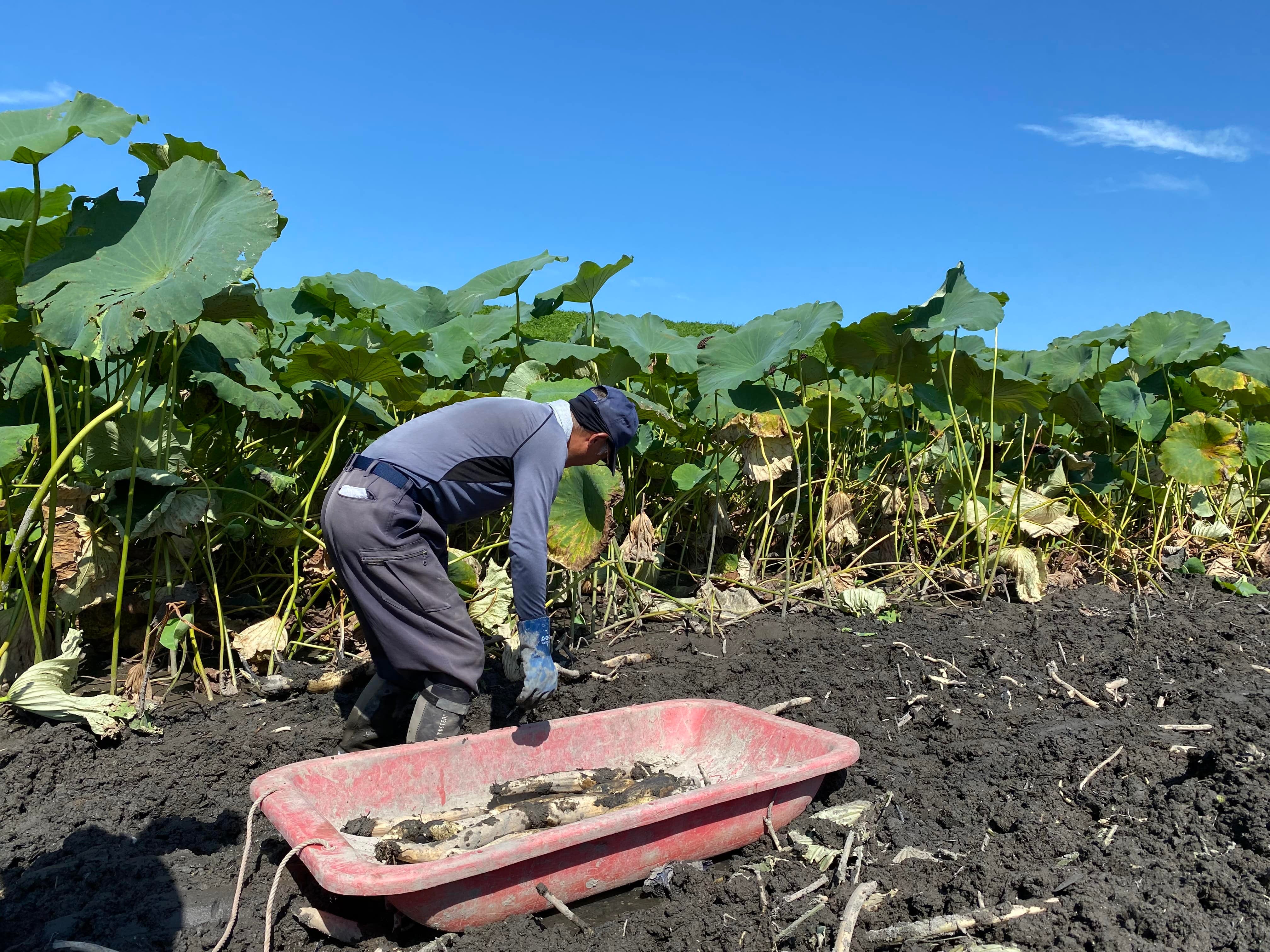 贈答用れんこん 2本入り（愛知県愛西市産）: あいちゴコロ|【JA