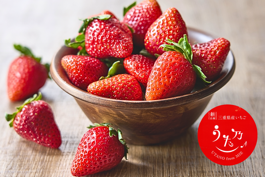 新品種】三重県産いちご「うた乃」250g×2パック ※配送日指定不可: 三重