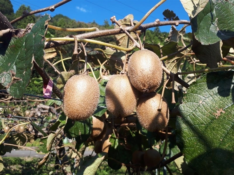 特選品ほらどキウイ（岐阜県産） 約2kg（9玉入×2箱）【数量限定