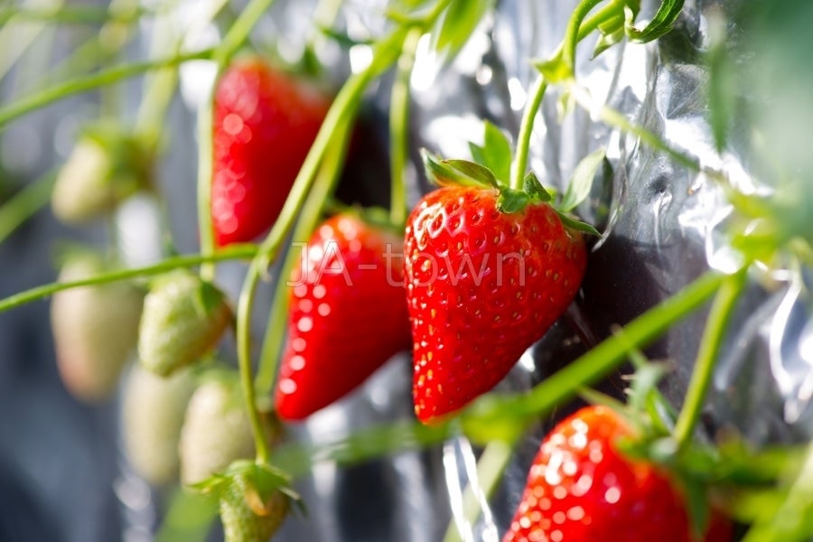 業務規格20P】静岡いちご「きらぴ香」（4P×5箱） JAふじ伊豆