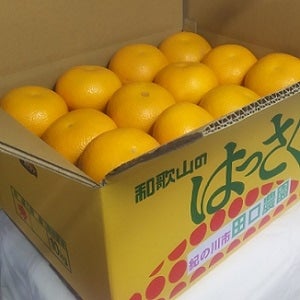 田口農園の八朔（約10kg）: めっけもん広場|【JAタウン】産地