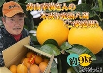 赤山さんの木成り完熟八朔約9㎏（ご家庭用）※4月上旬頃から順次発送