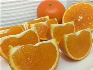 広島県産かんきつBOX（いしじみかん、マイルド清見、レモン）: 広島