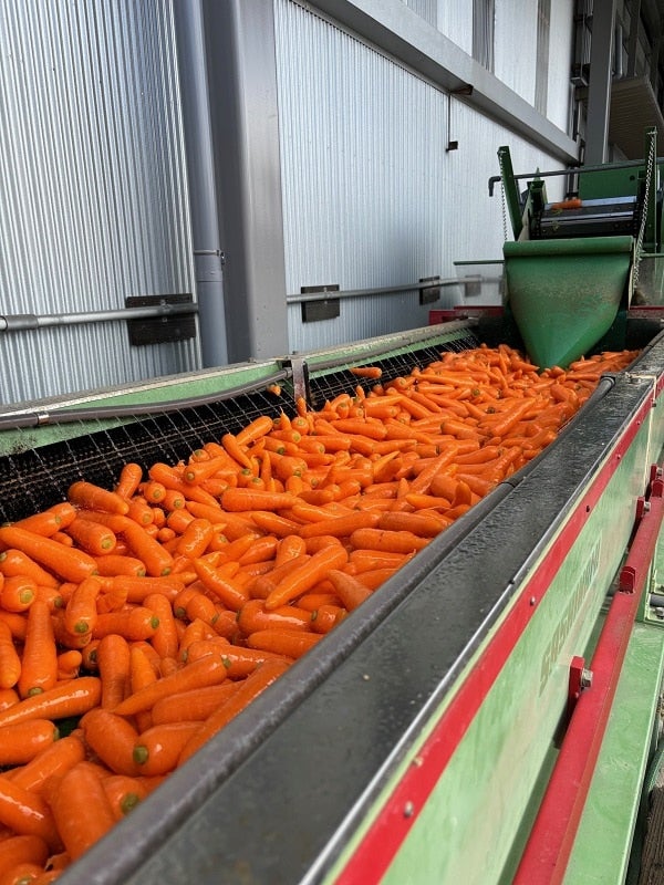 徳島県産春にんじんMサイズ10㎏（※5/10～発送）: 新鮮大好き徳島