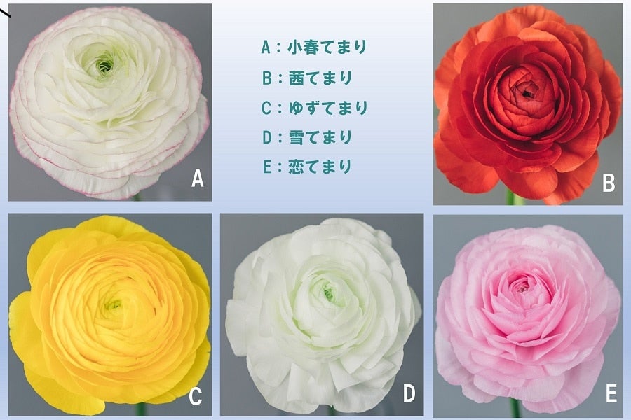 ラナンキュラス3MIX: さぬき旬彩館|【JAタウン】産地直送 通販 お