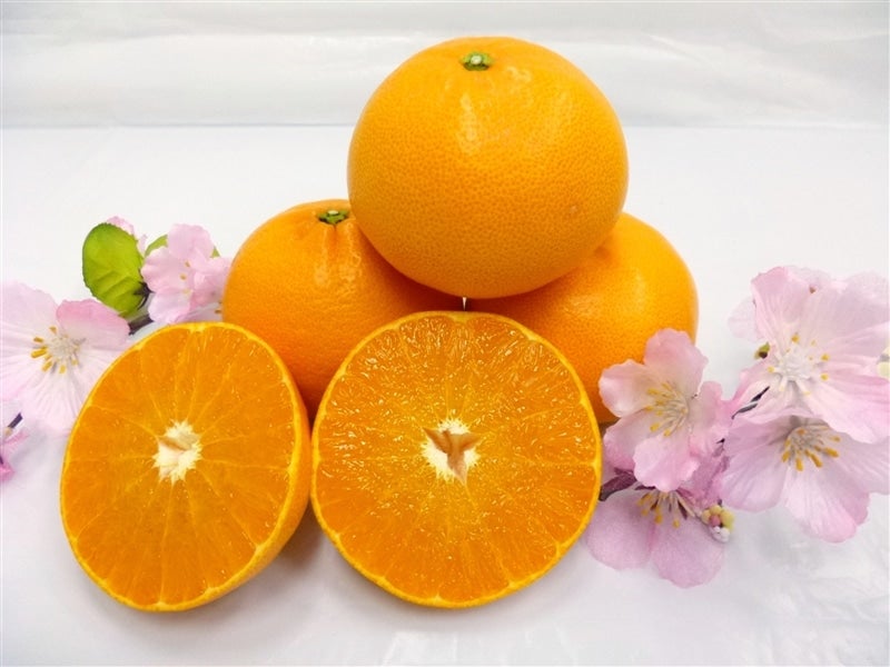 せとか (化粧箱L15玉～4L8玉）JAにしうわ 【発送期間限定】3月