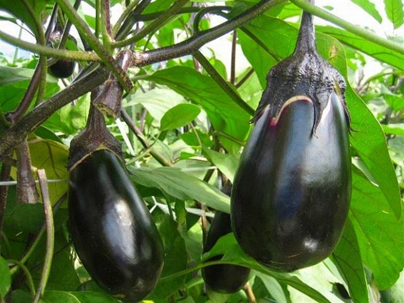 トロっと甘い「絹かわなす」（L14個または2L11個入り）＊愛媛