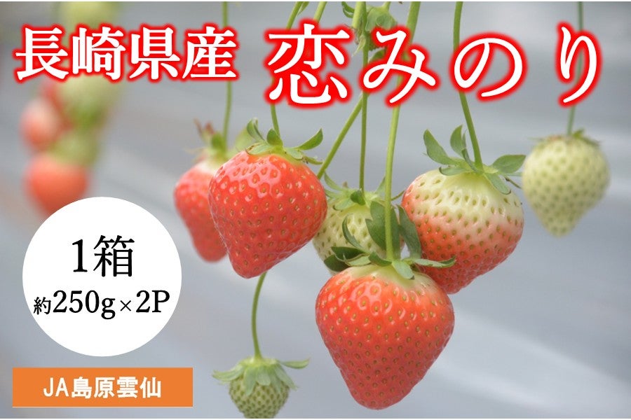 A 長崎県産 恋みのり（いちご）1箱（大玉約250g×2P）JA島原雲仙
