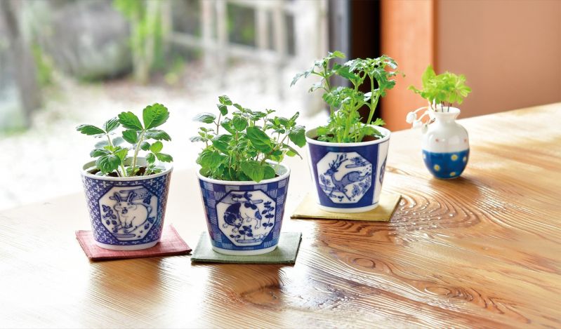 伝統工芸「美濃焼」で育てやすい草花の栽培がはじめられる「染付小紋