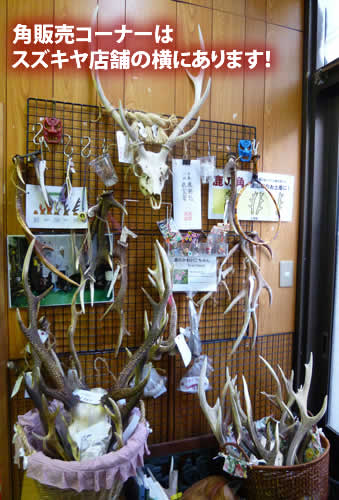 鹿の角・鹿肉ジビエ特集 | 【天然ジビエと珍しいお肉通販／肉のスズキヤ】