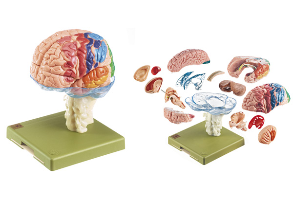 人体模型 大脳皮質部彩色/15分解脳模型 ソムソ社