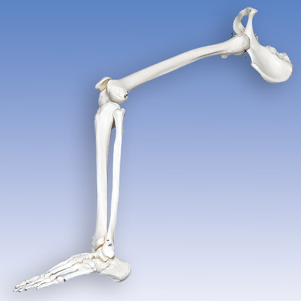 人体模型 下肢骨/寛骨付