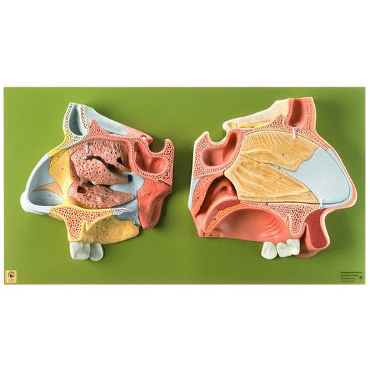 人体模型 鼻腔解剖模型 ソムソ社