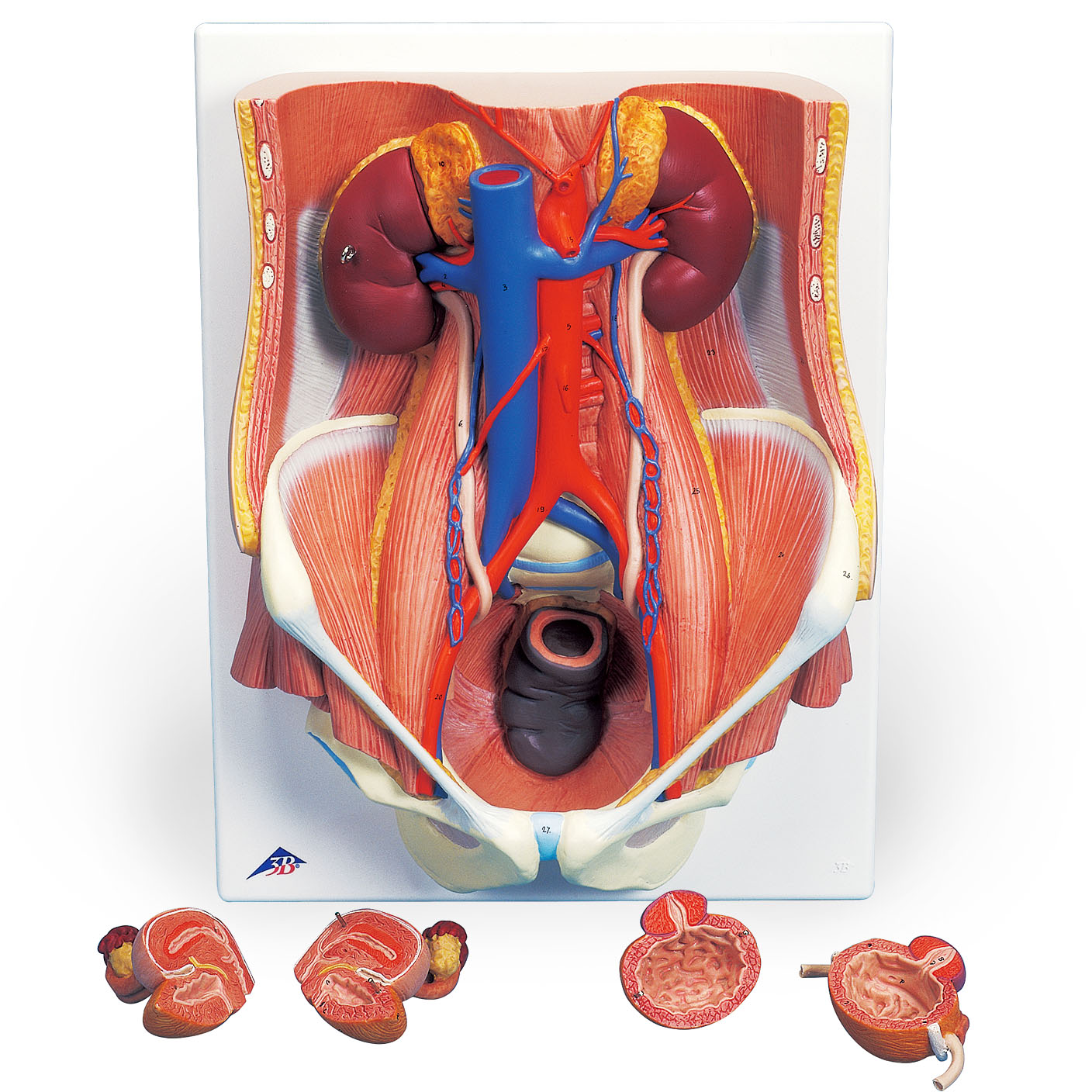 人体模型 泌尿器系/両性