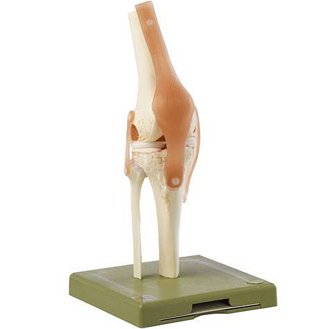 人体模型 膝関節機能模型 ソムソ社